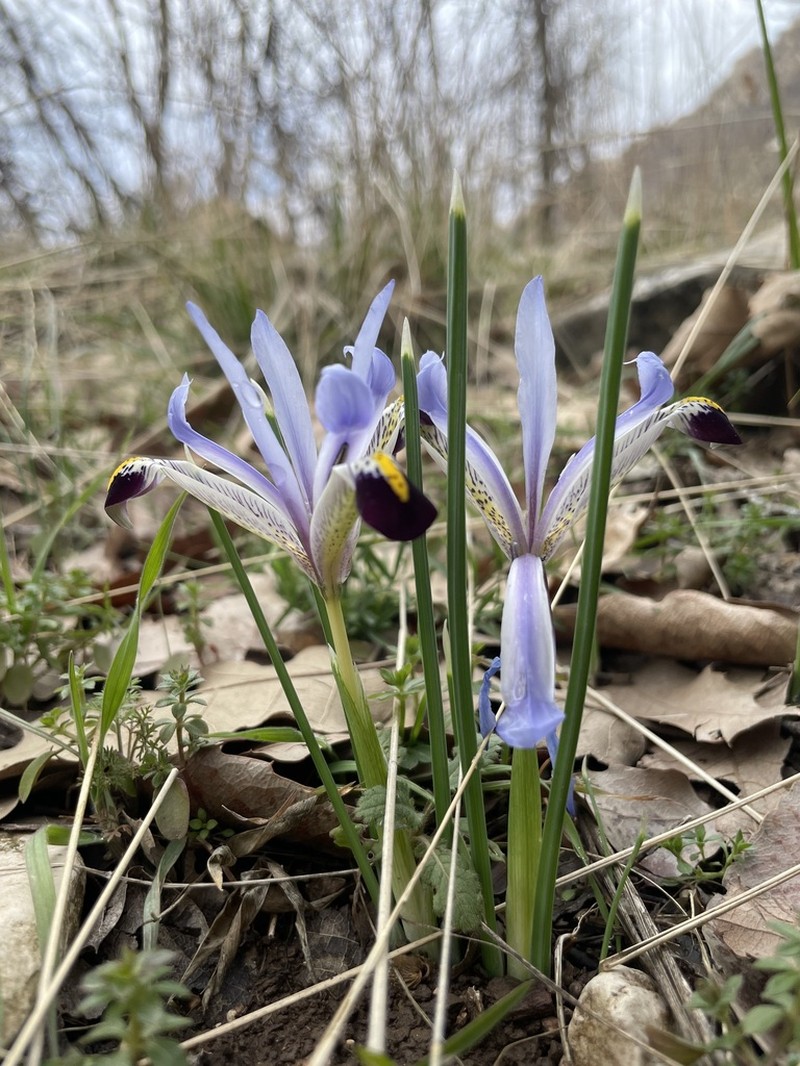 Iris reticulata photo 2
