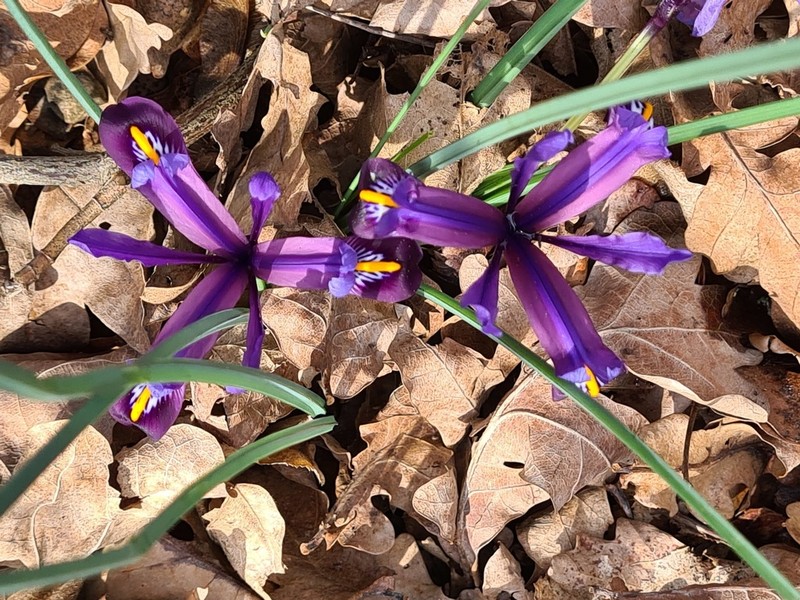 Iris reticulata photo 3