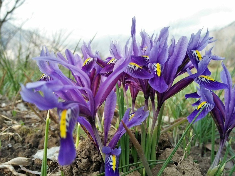 Iris reticulata photo 4