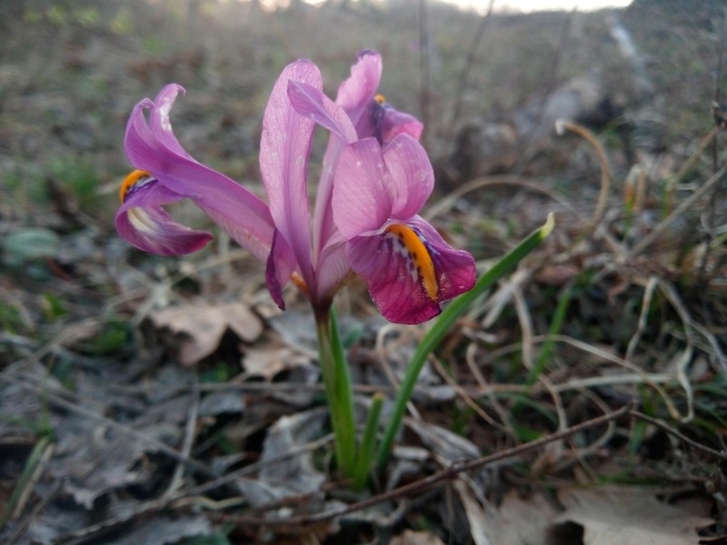 Iris reticulata photo 5