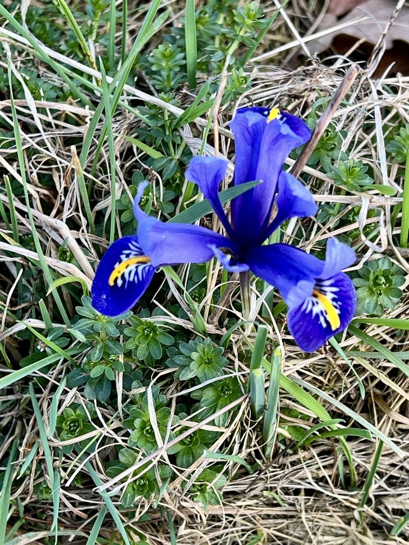 Iris reticulata photo 6