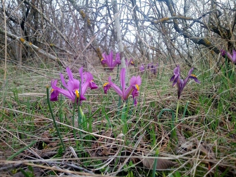 Iris reticulata photo 7