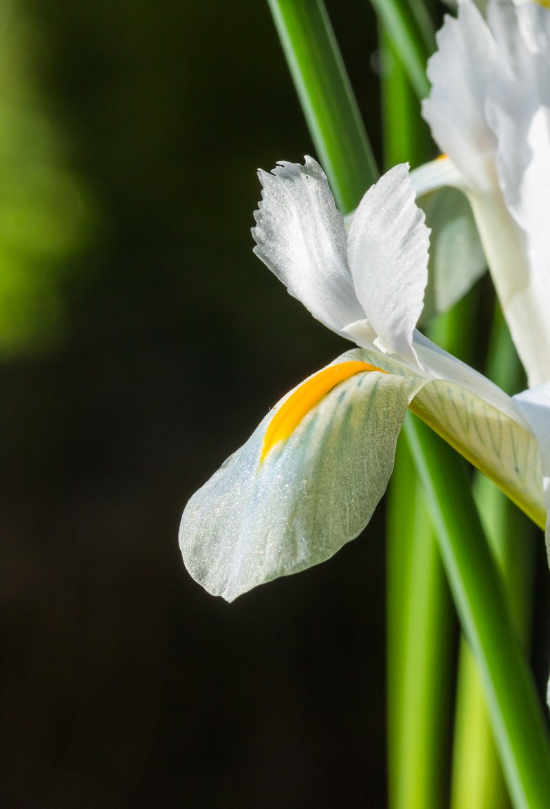 Iris reticulata