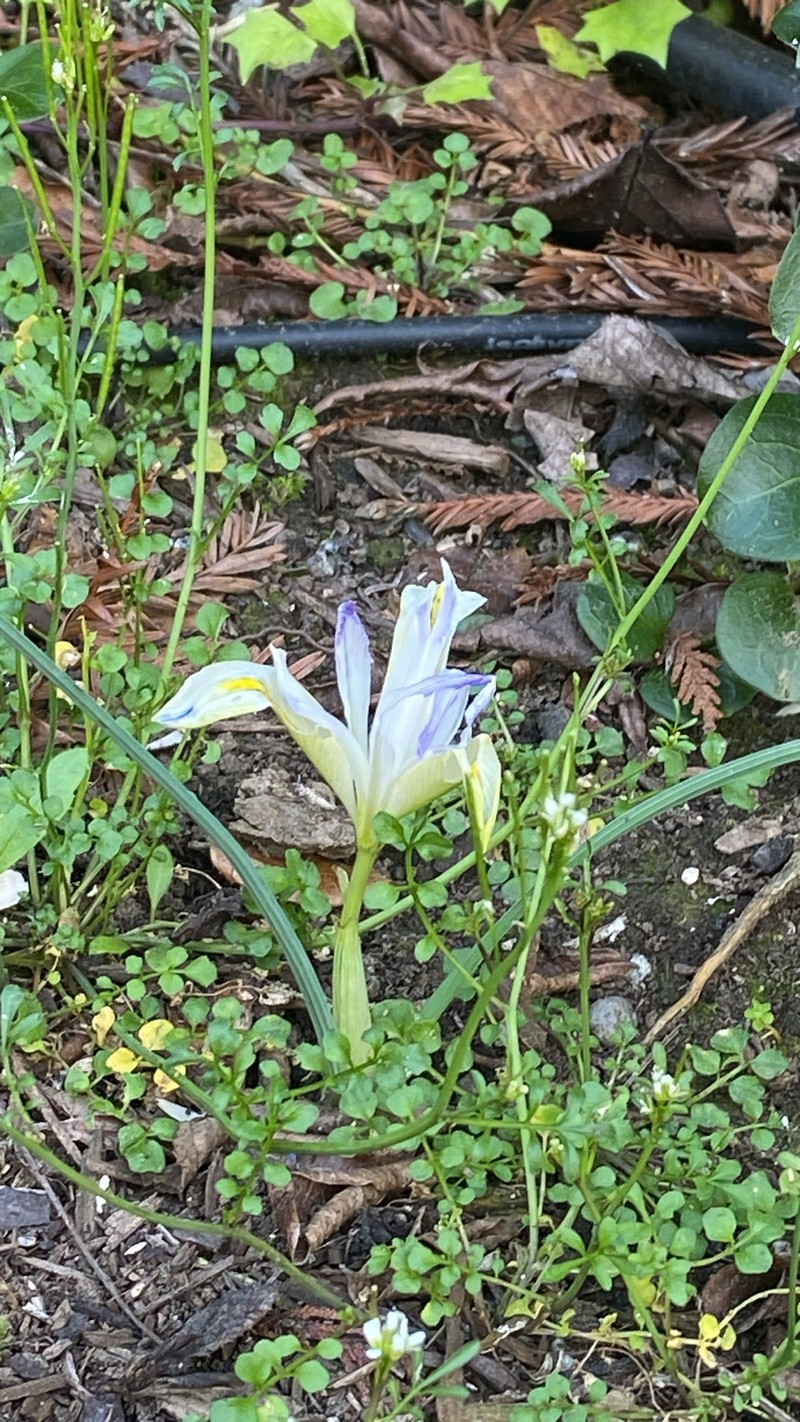 Iris reticulata subsp. reticulata
