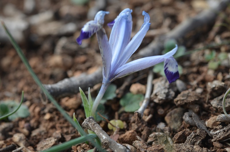 Iris reticulata subsp. reticulata photo 2