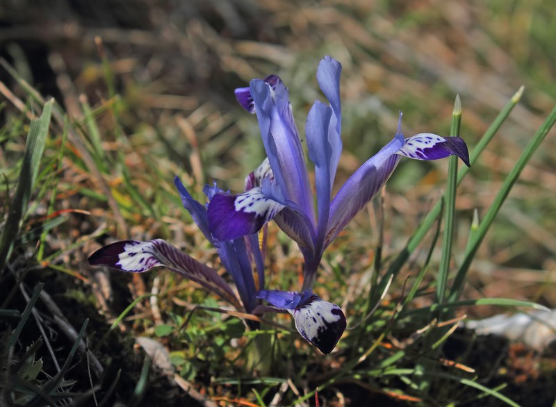 Iris reticulata subsp. reticulata photo 3