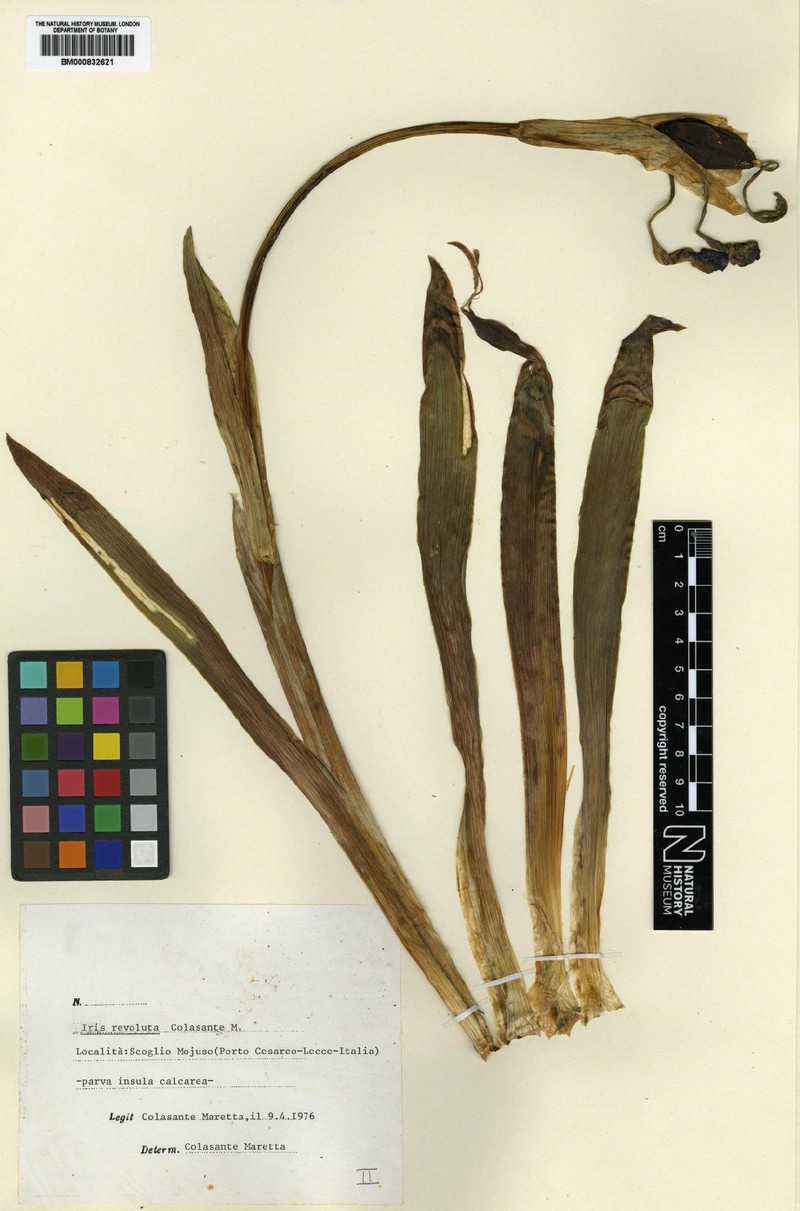 Iris revoluta