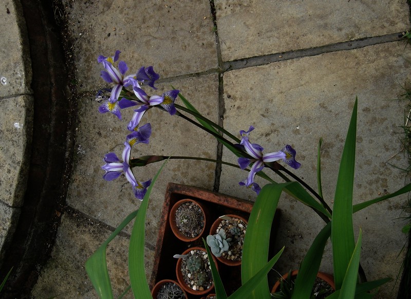 Iris photo 2