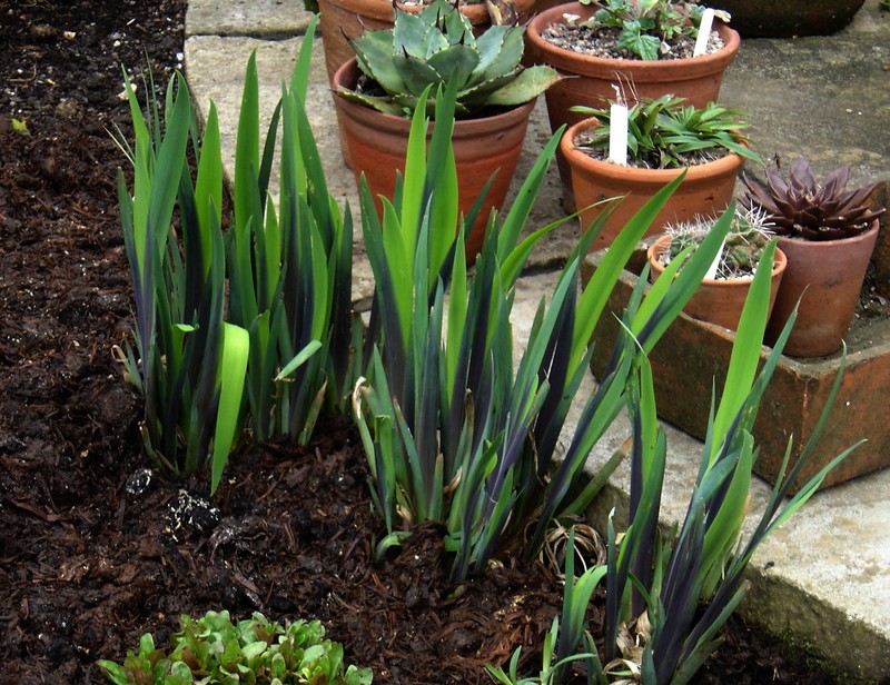 Iris photo 3