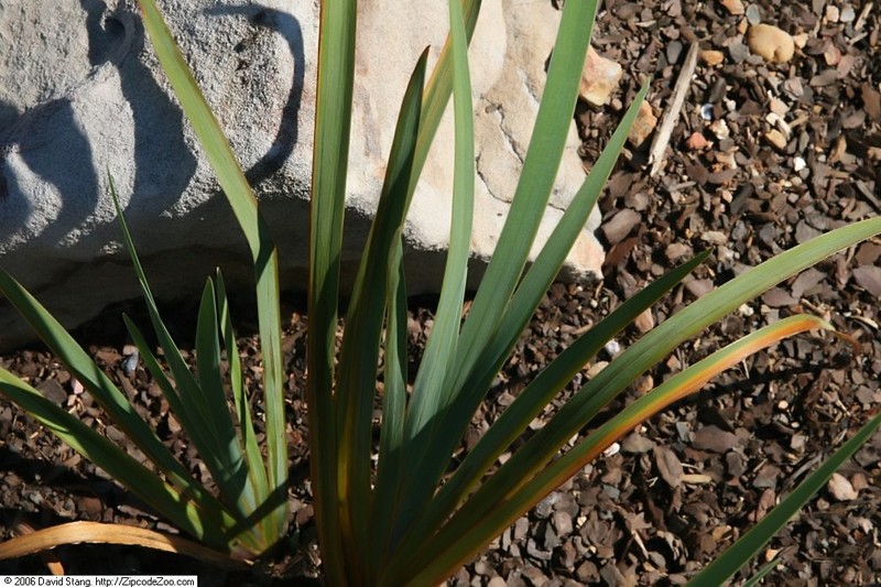 Iris photo 4