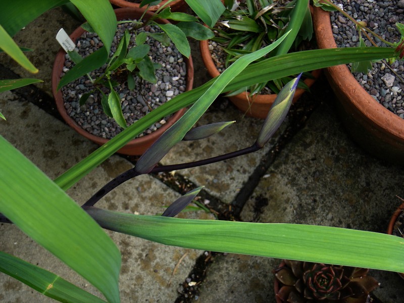 Iris photo 5