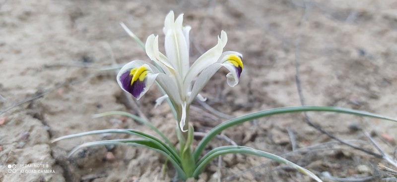 Iris rodionenkoi photo 4