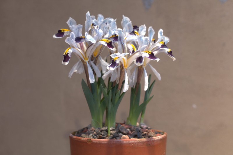 Iris rosenbachiana