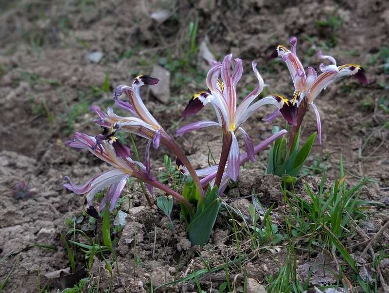 Iris rosenbachiana photo 2