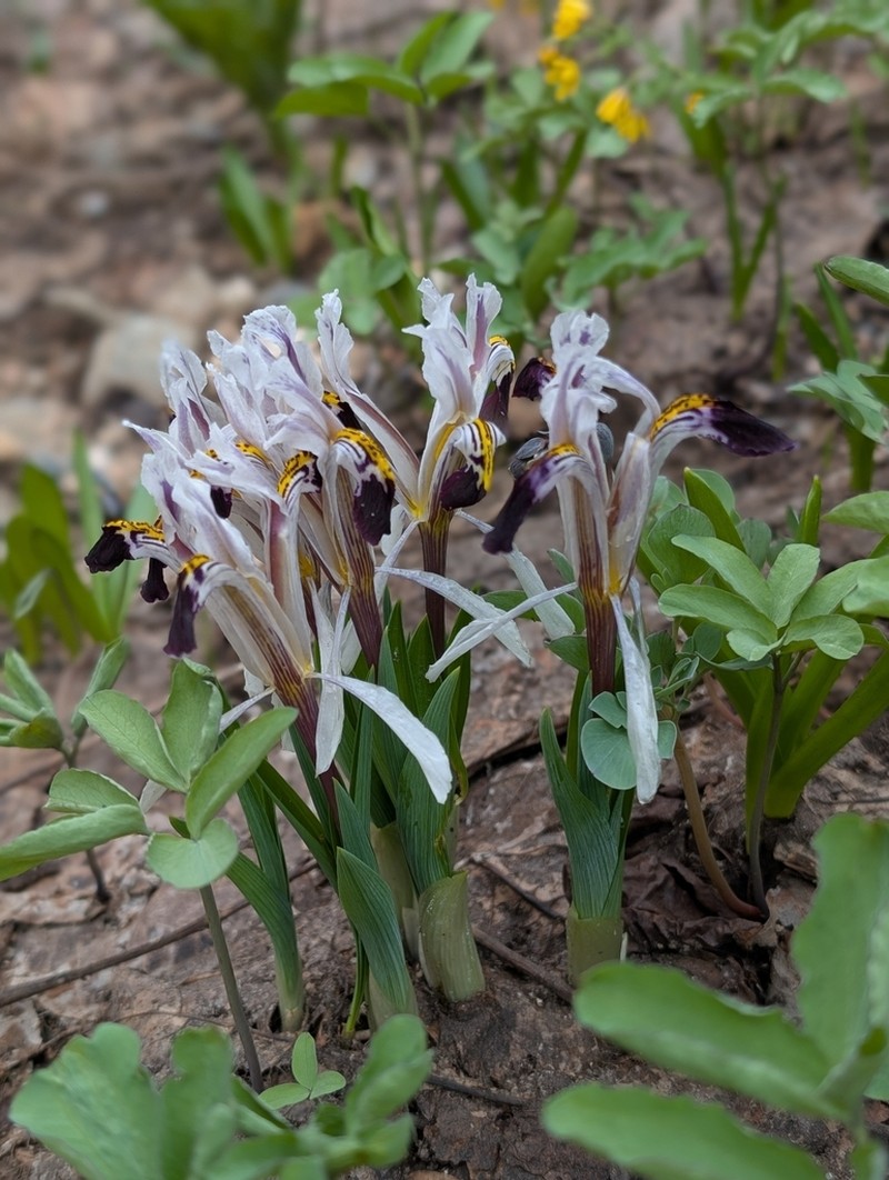Iris rosenbachiana photo 3