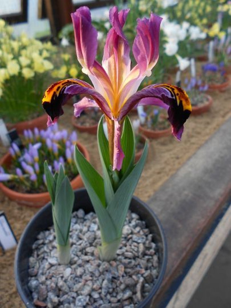 Iris rosenbachiana photo 4