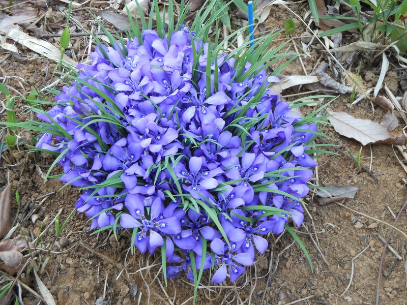 Iris rossii