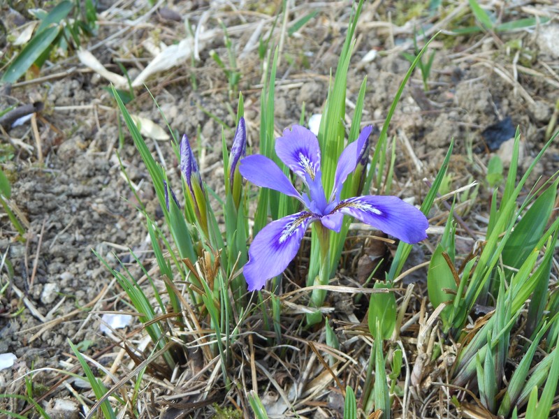 Iris rossii photo 2