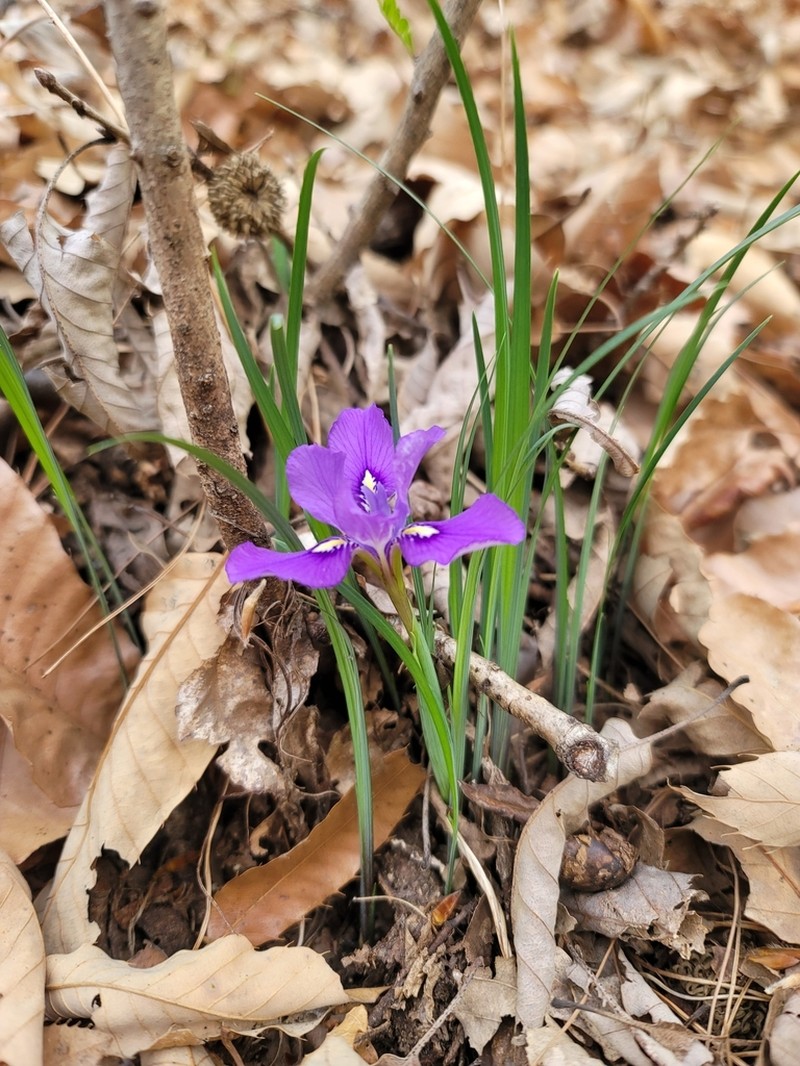 Iris rossii photo 3