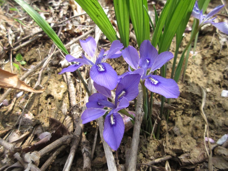 Iris rossii photo 4