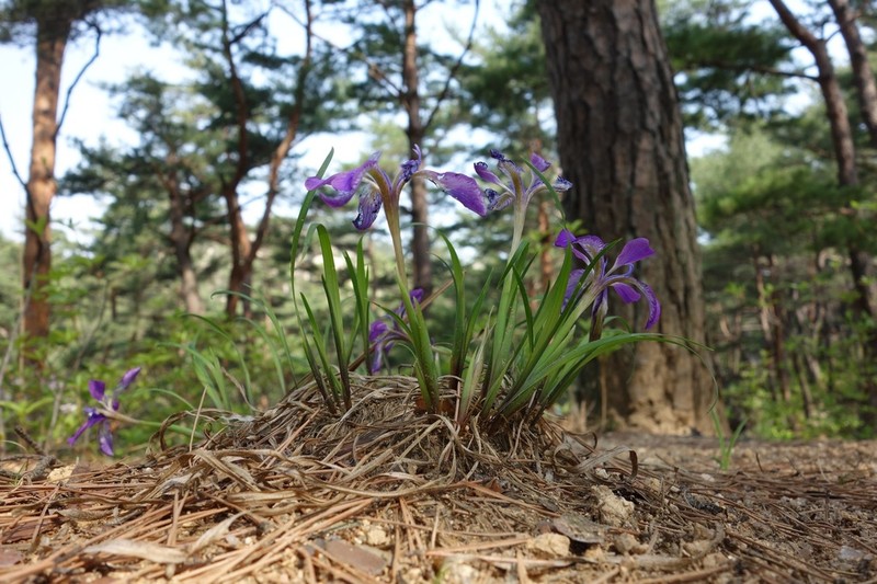 Iris rossii photo 5