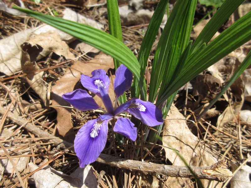 Iris rossii photo 6