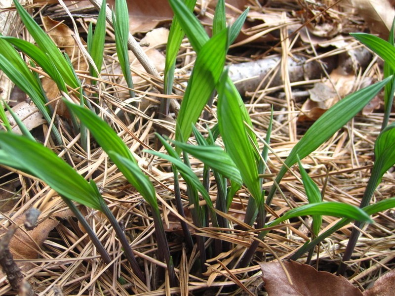 Iris rossii photo 7