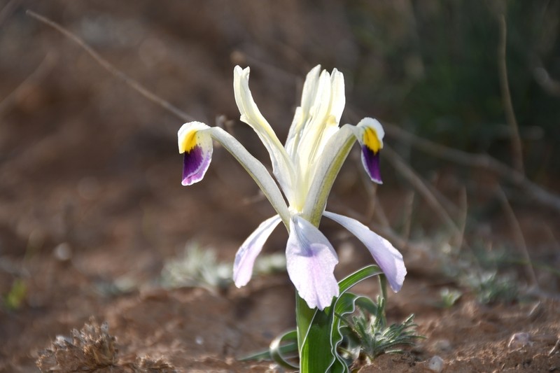 Iris rudolphii