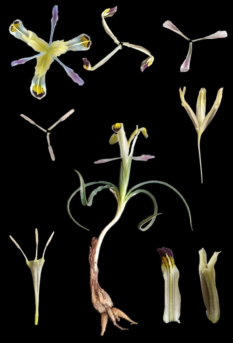 Iris rudolphii photo 2