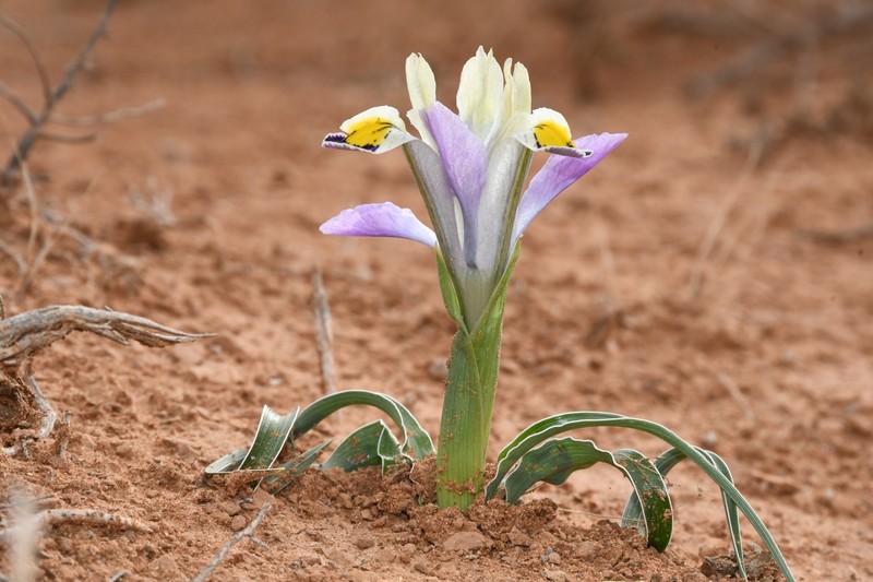 Iris rudolphii photo 4