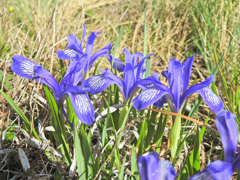 Iris ruthenica