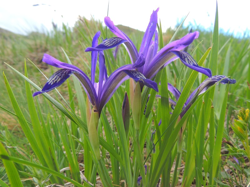 Iris ruthenica photo 2