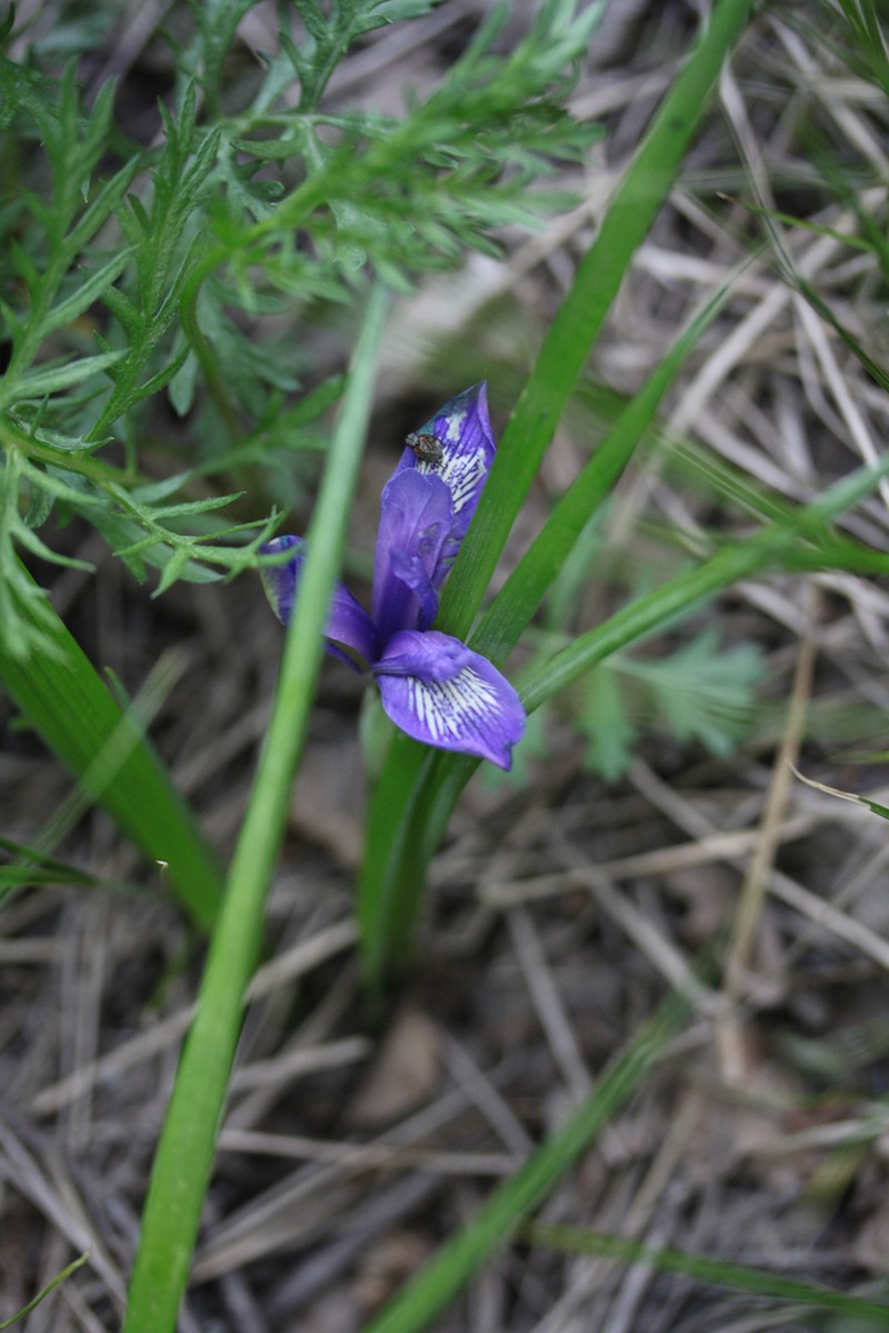 Iris ruthenica photo 3