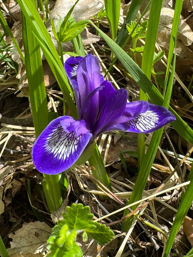 Iris ruthenica photo 4