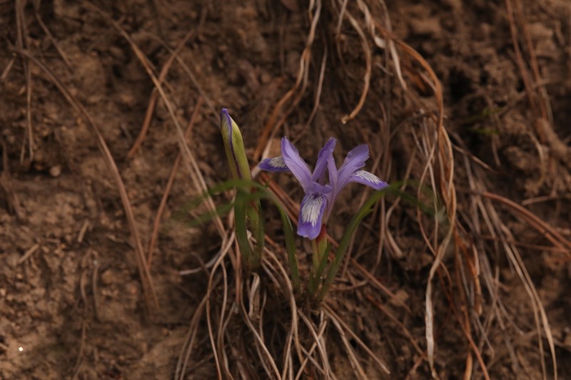 Iris ruthenica photo 5