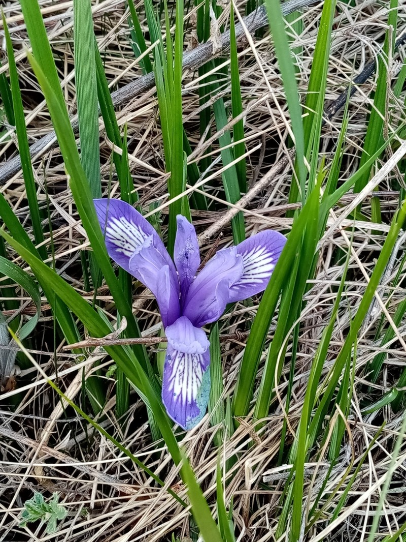 Iris ruthenica photo 6