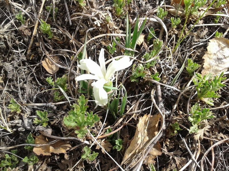 Iris ruthenica photo 7