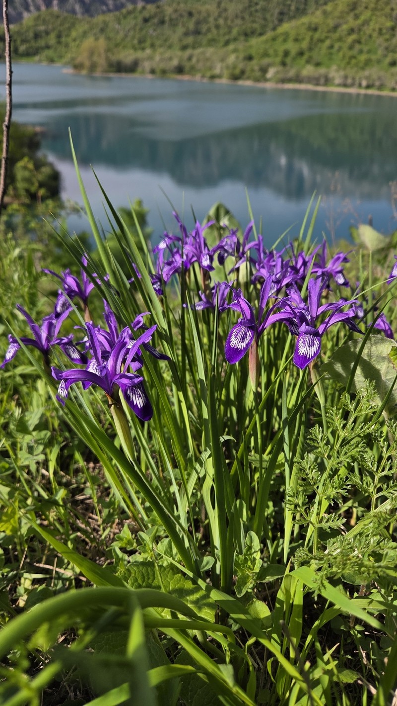 Iris ruthenica subsp. brevituba