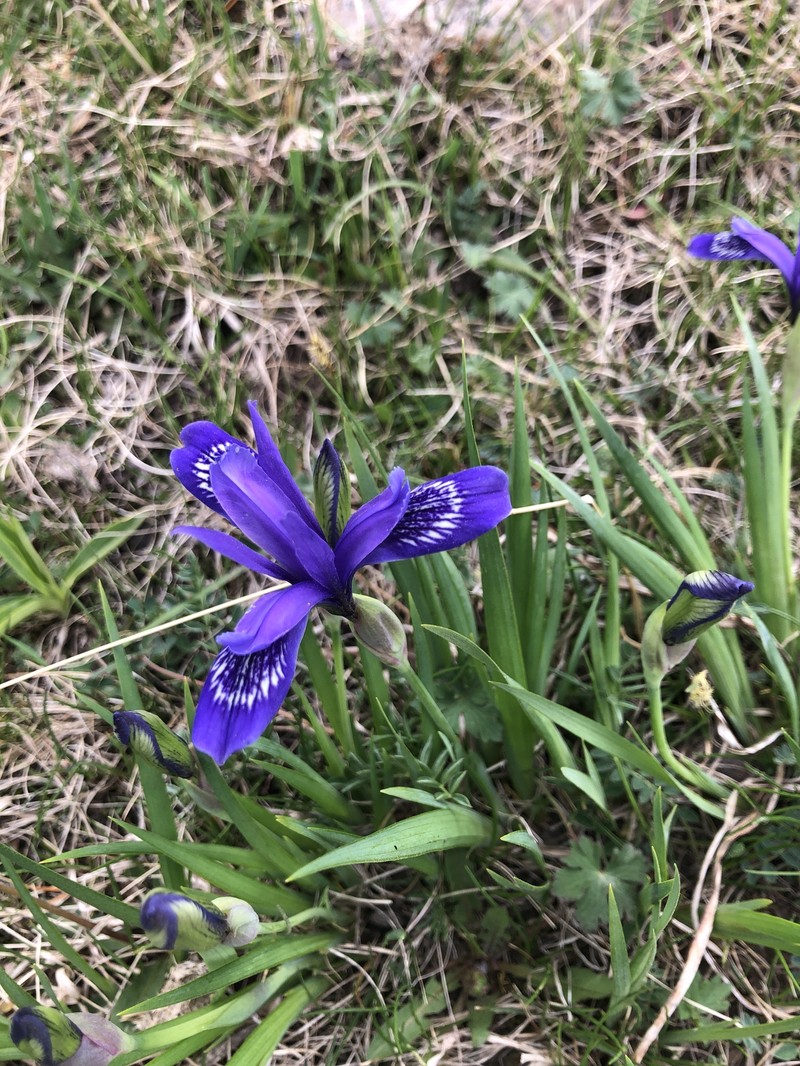 Iris ruthenica subsp. brevituba photo 2