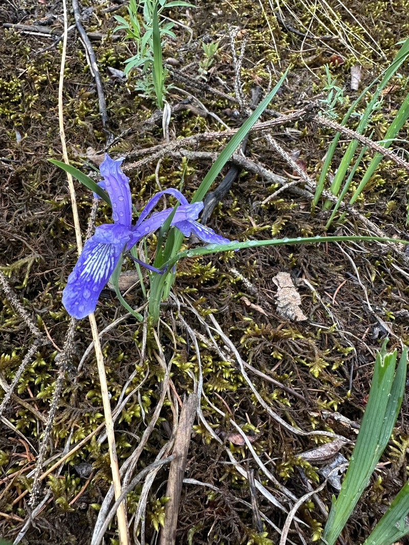 Iris ruthenica subsp. brevituba photo 3
