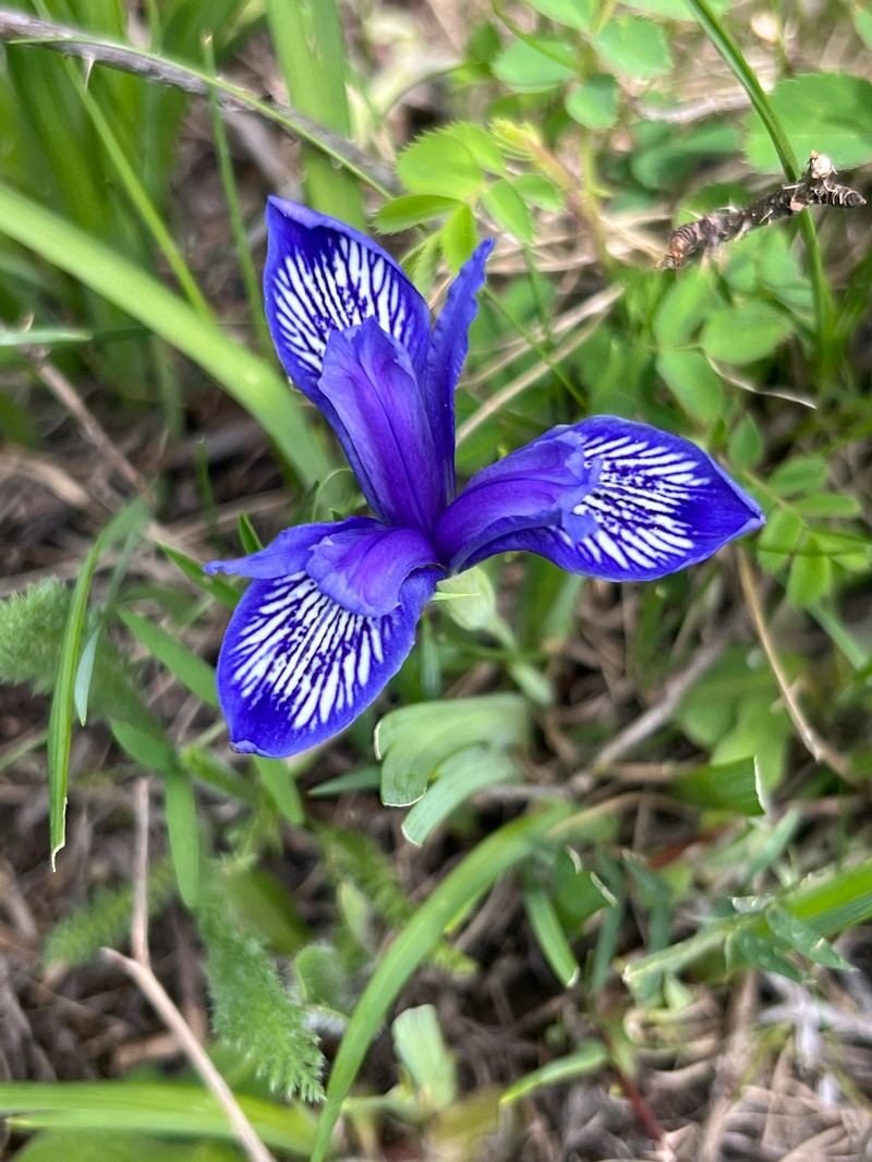 Iris ruthenica subsp. brevituba photo 4