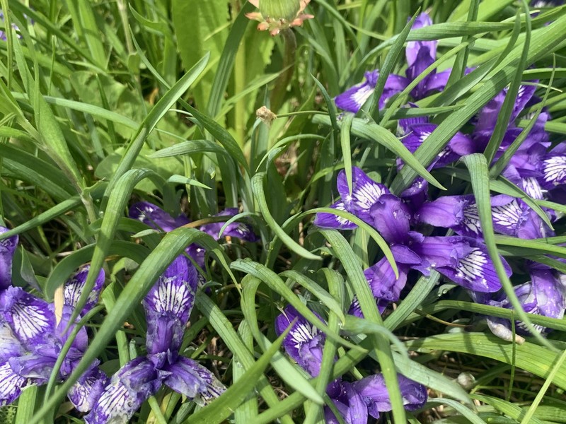 Iris ruthenica subsp. ruthenica