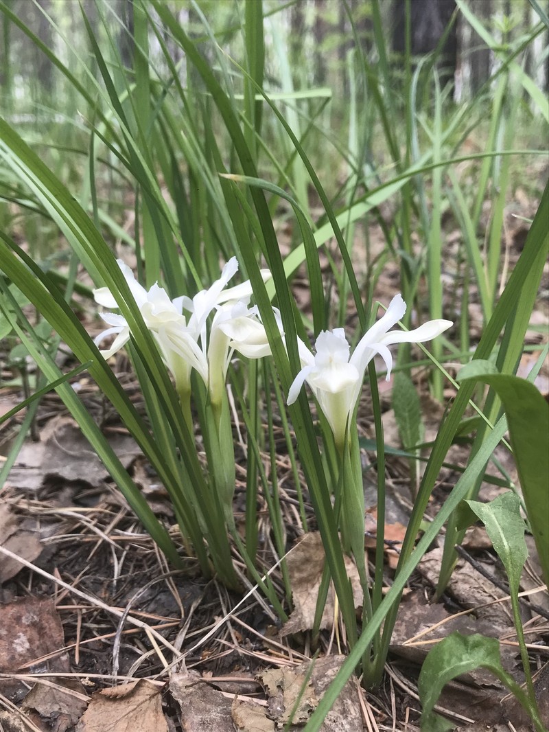 Iris ruthenica subsp. ruthenica photo 3