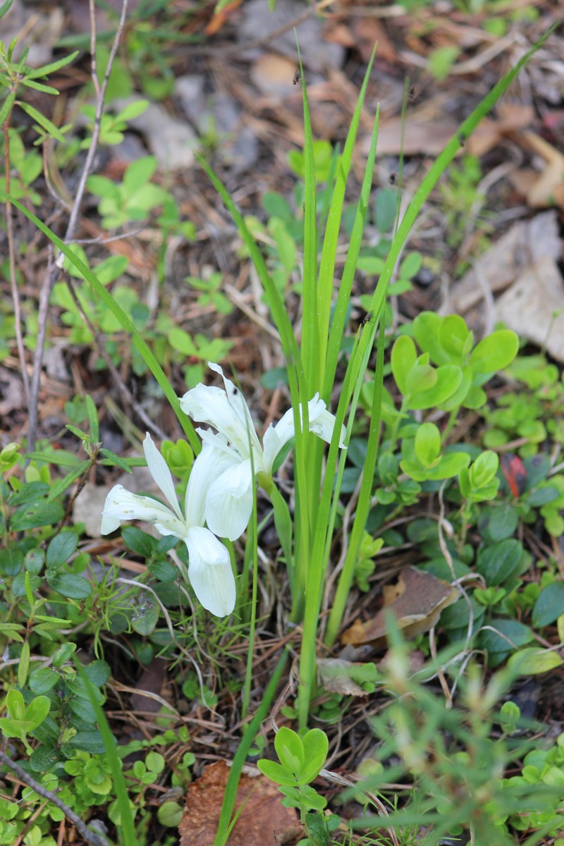 Iris ruthenica subsp. ruthenica photo 4