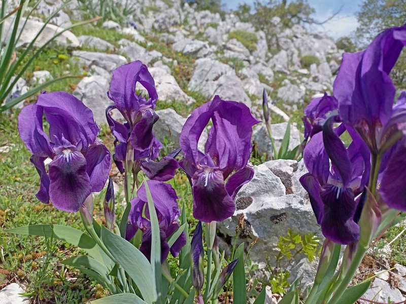 Iris sabina photo 2