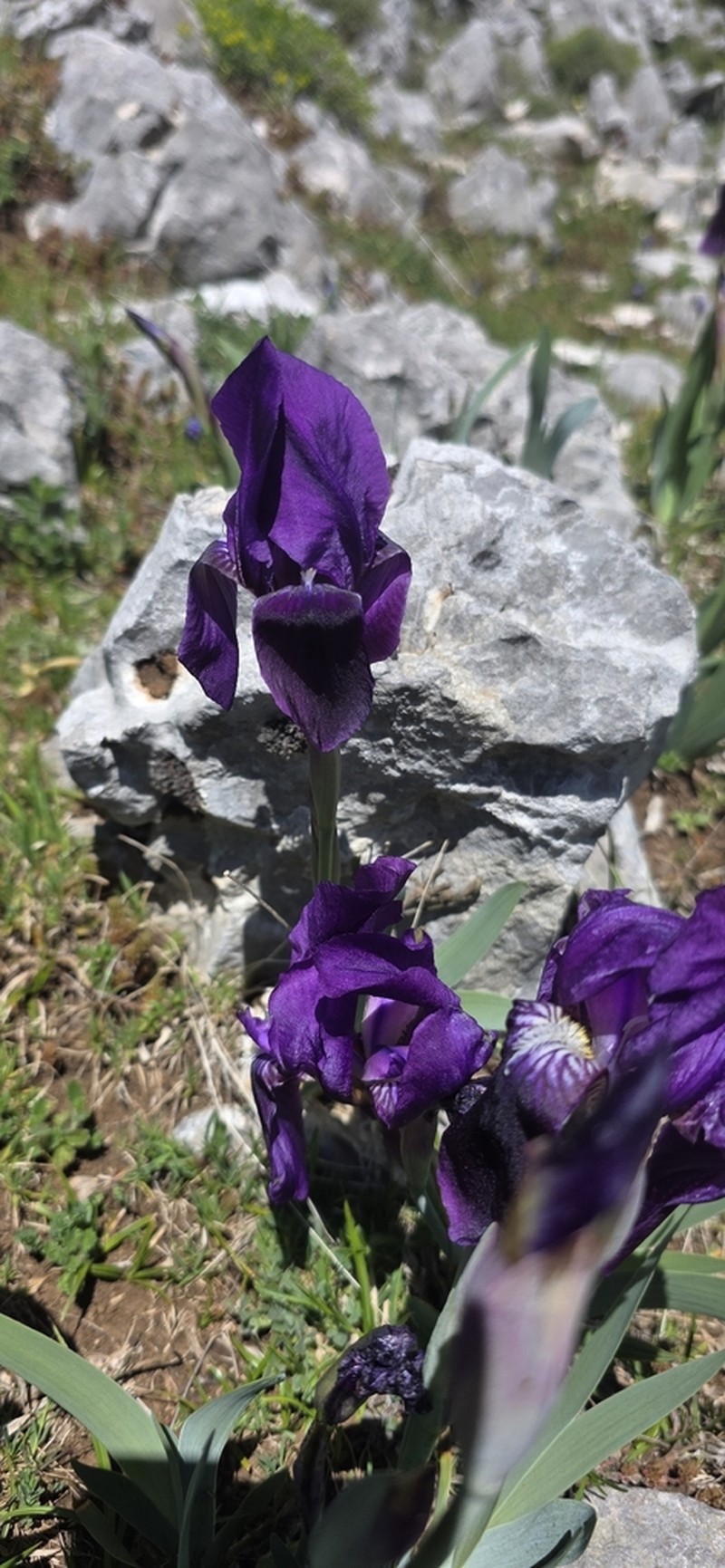 Iris sabina photo 3