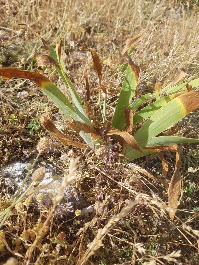 Iris sabina photo 4