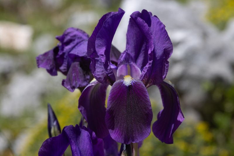 Iris sabina photo 6