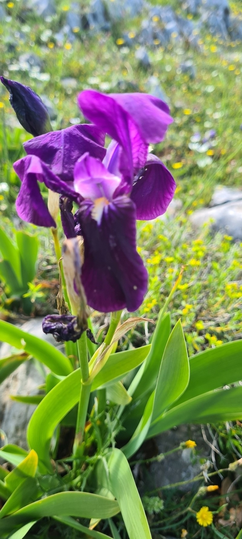 Iris sabina photo 7