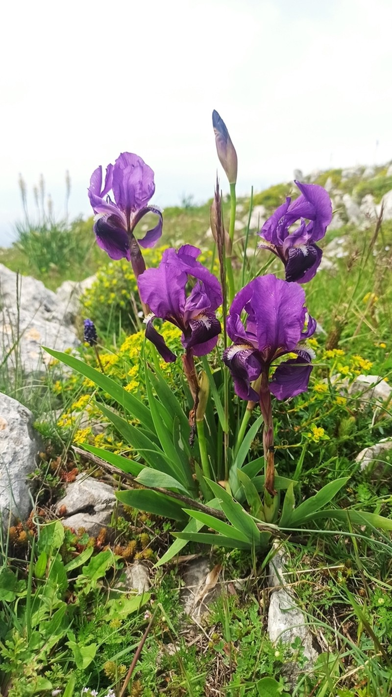 Iris sabina photo 8